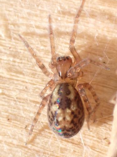Réf. 356 012 : Amaurobius (fenestralis-similis)